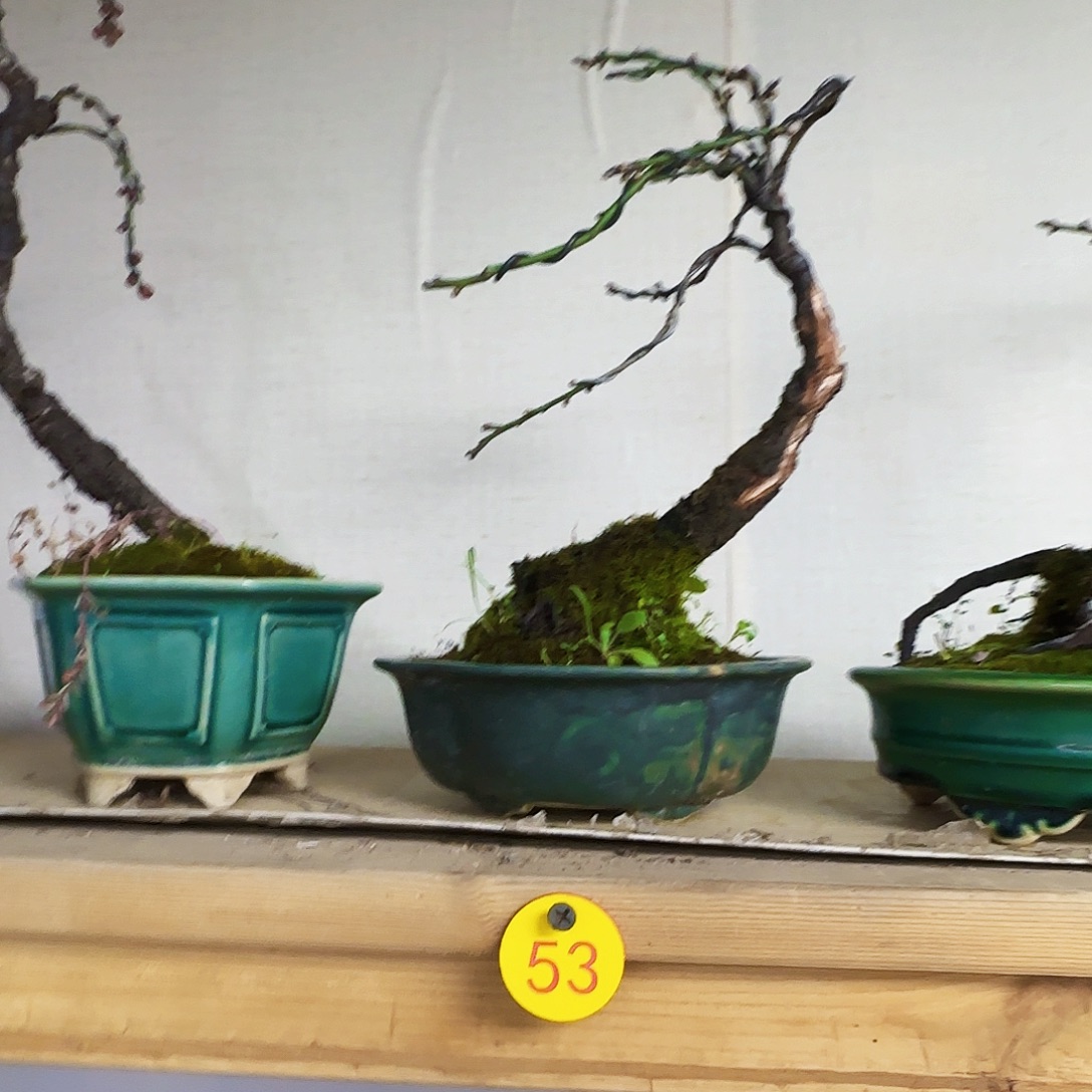 煎***子无花朵徽州古梅带盆包邮