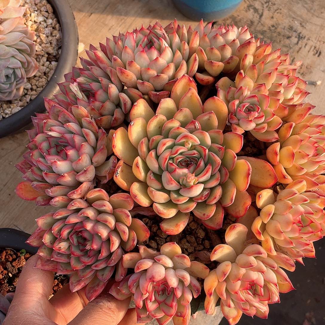 ?**?多肉植物一物一拍