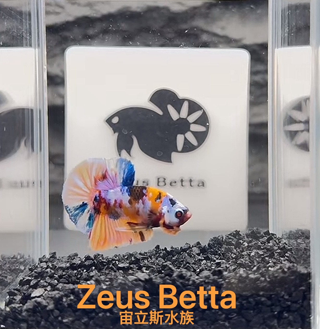 01号-150号精品泰国斗鱼小型观赏鱼糖果斗鱼（宙立斯水族直播选鱼）