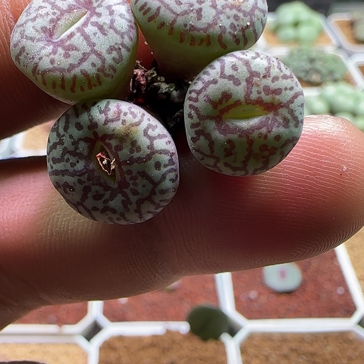 晨***浅078 开播福利来啦 