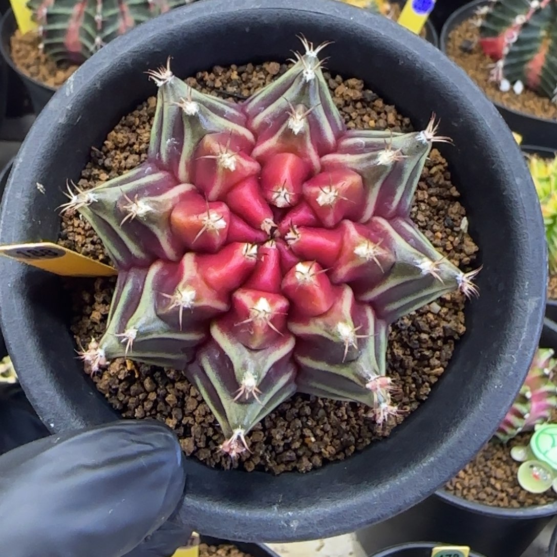 188泰系名品侧芽Beloved