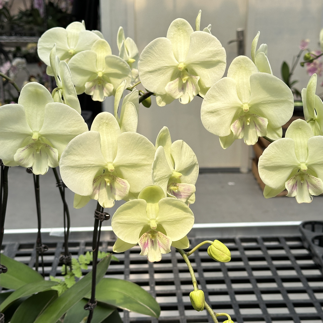 新品种：3.5寸冰雕翡翠开花株/叶子微瑕/随送一棵开花株