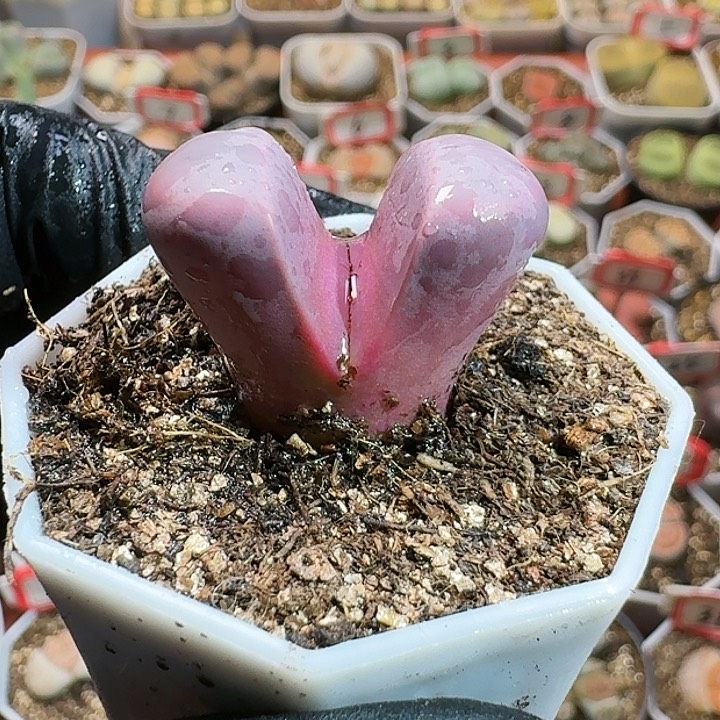 生石花11111111。   115