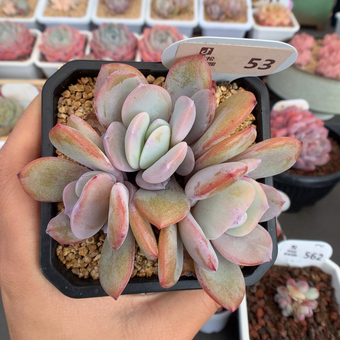 53三头奶茶石化多肉植物