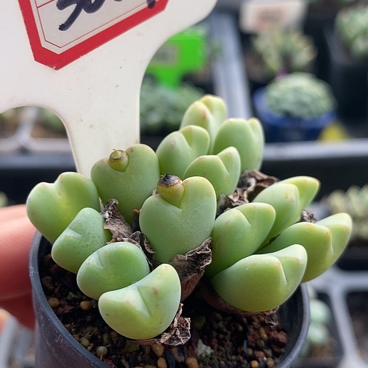 这样你的心都有你3037