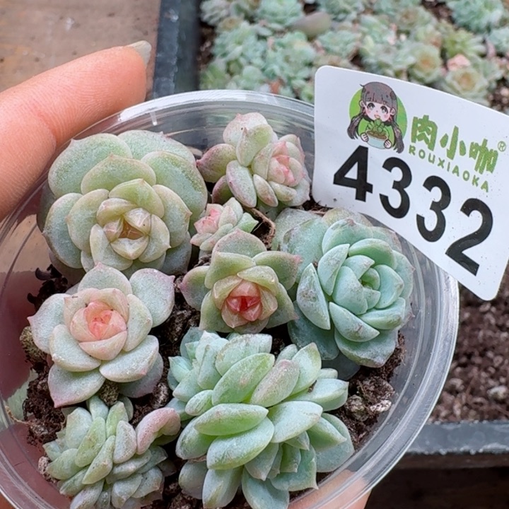 多肉植物多肉植物