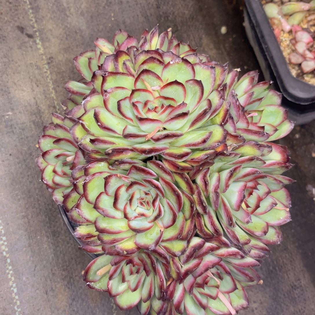 友家多肉一物一拍