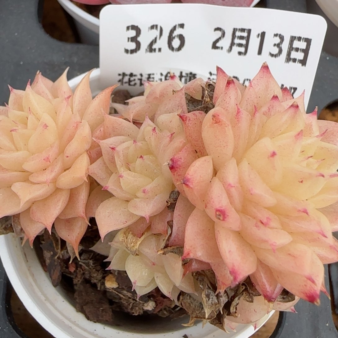 花语逸境0213-326