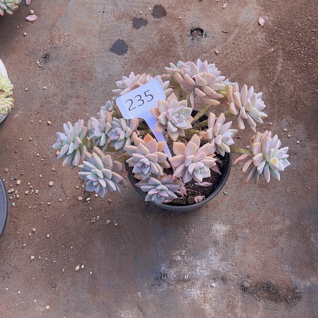 黎****T235淡雪朵朵20。。。