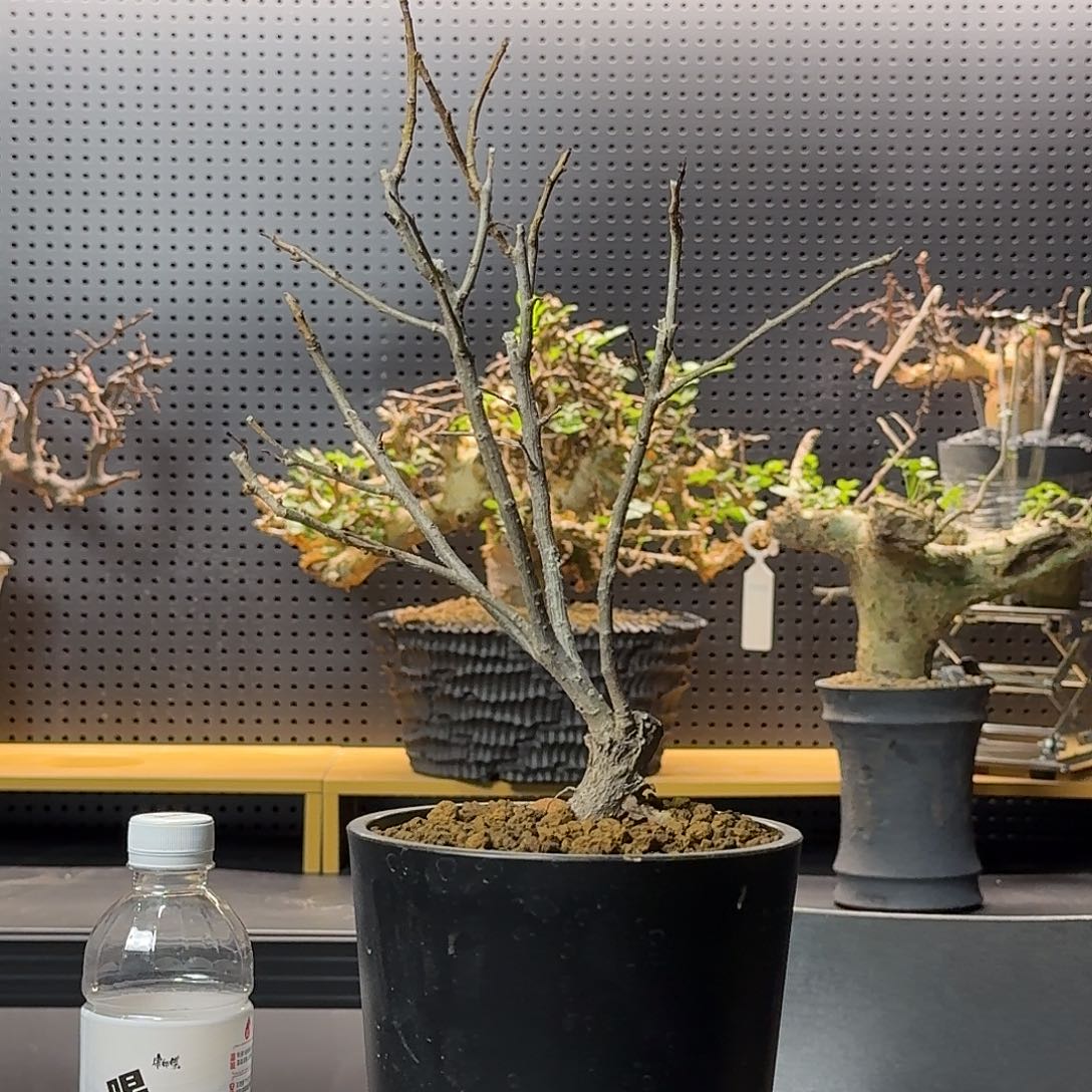 #***$黄金橄榄带盆发货