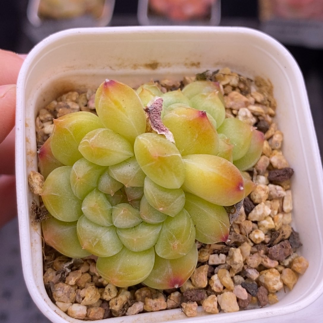 【闪购商品】26-06