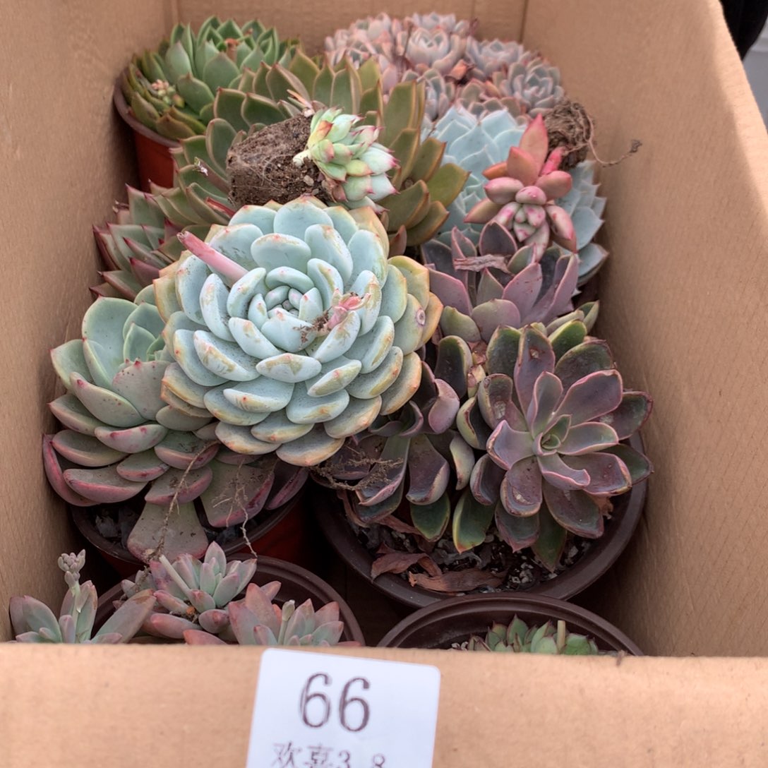 66一箱十棵不重复