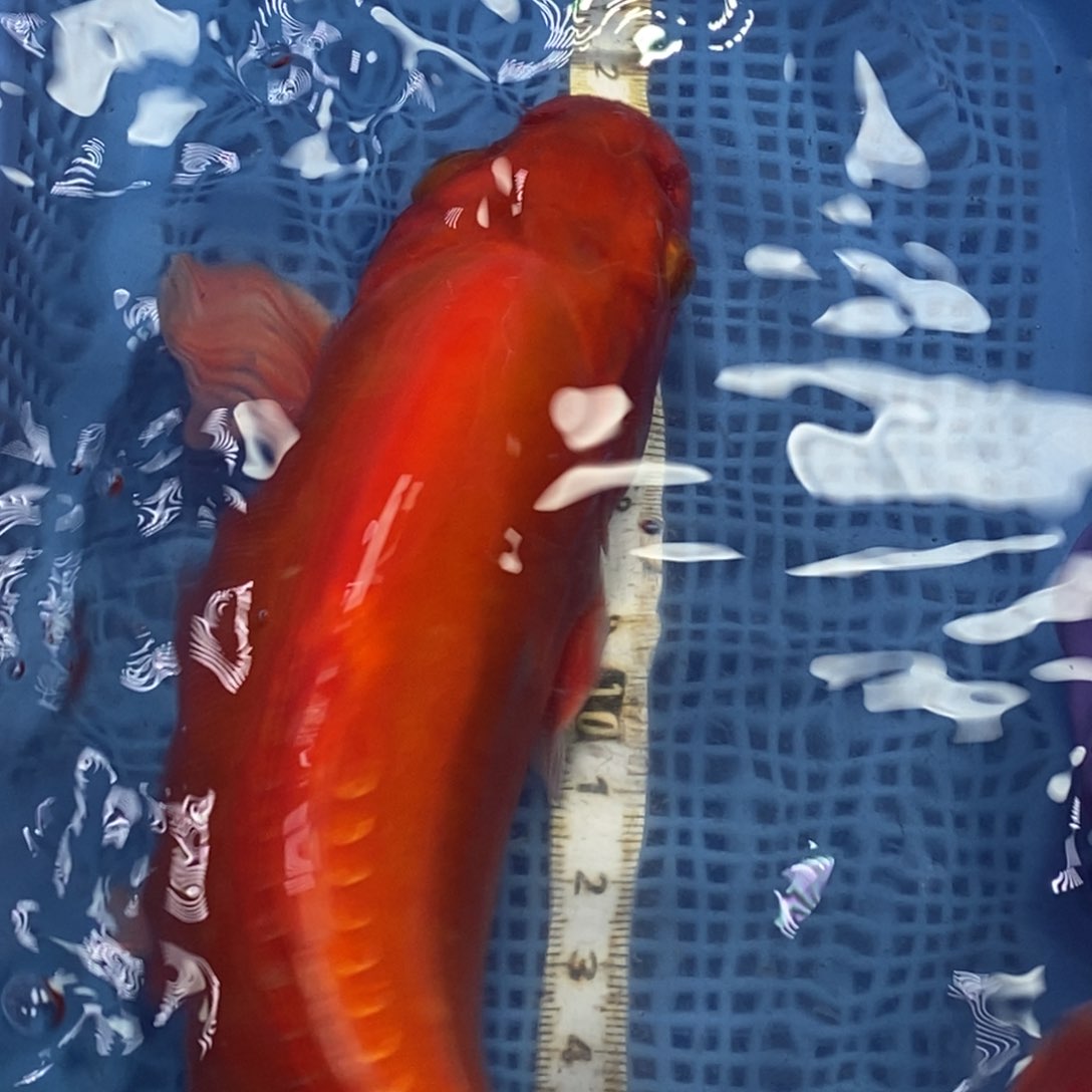 锦鲤冷水锦鲤包邮