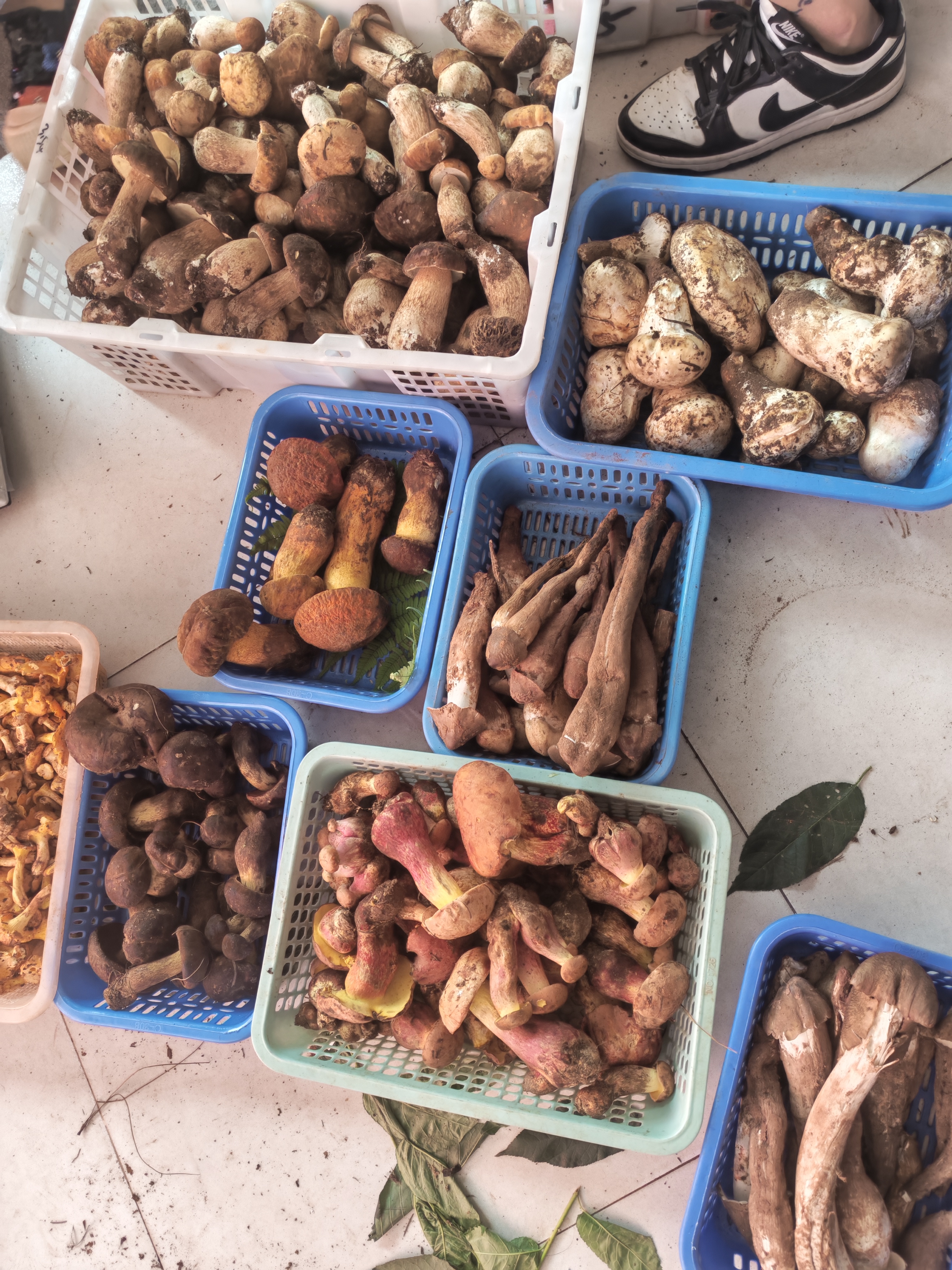 新鲜野生菌组合拼盘