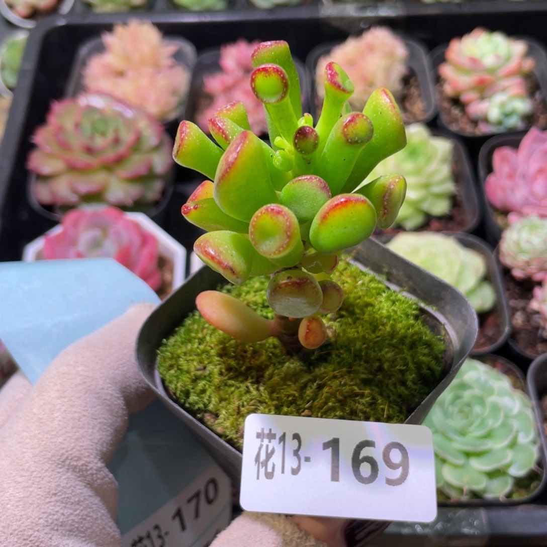 花利美13-169吸财树