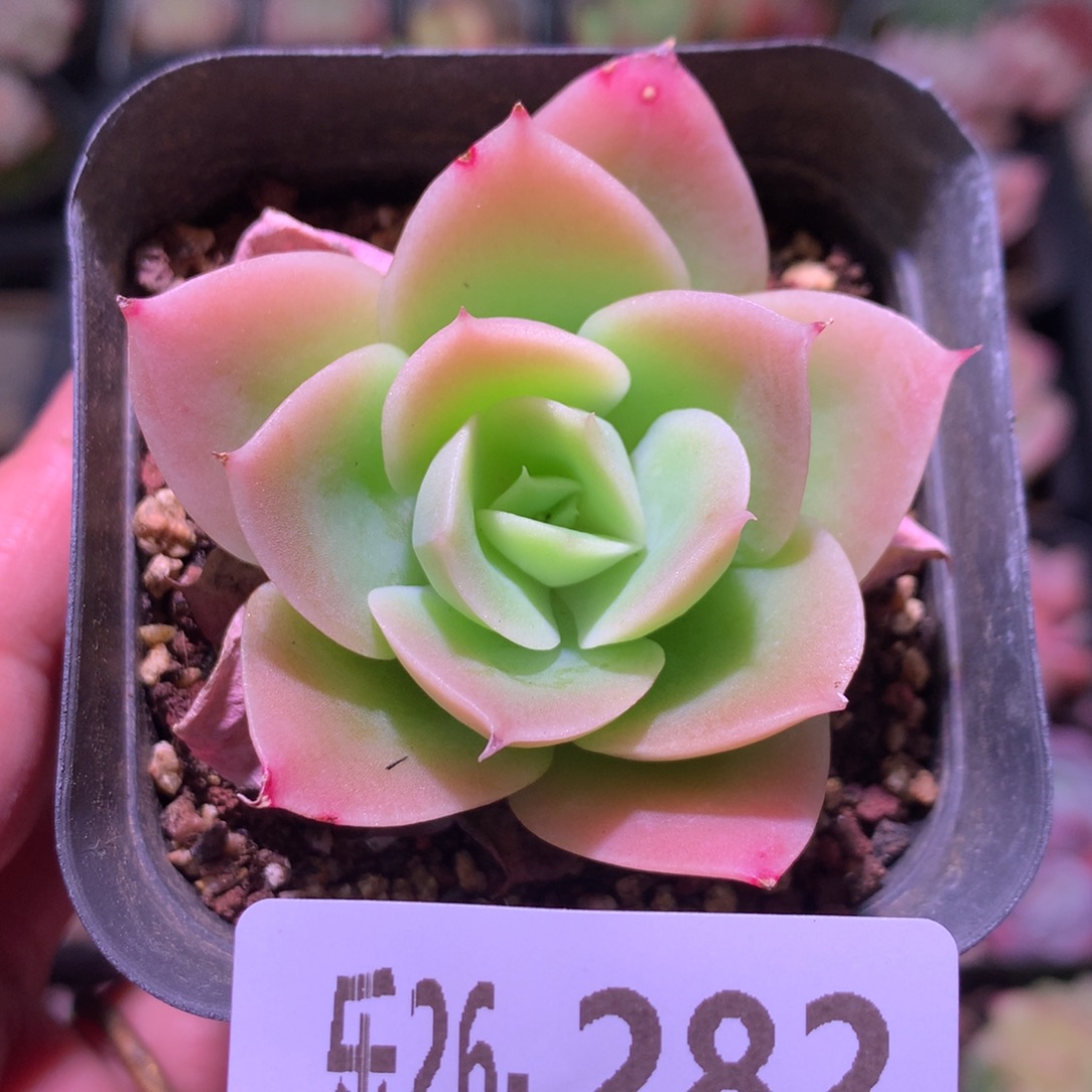 乐然26-282 柠檬酸橙 