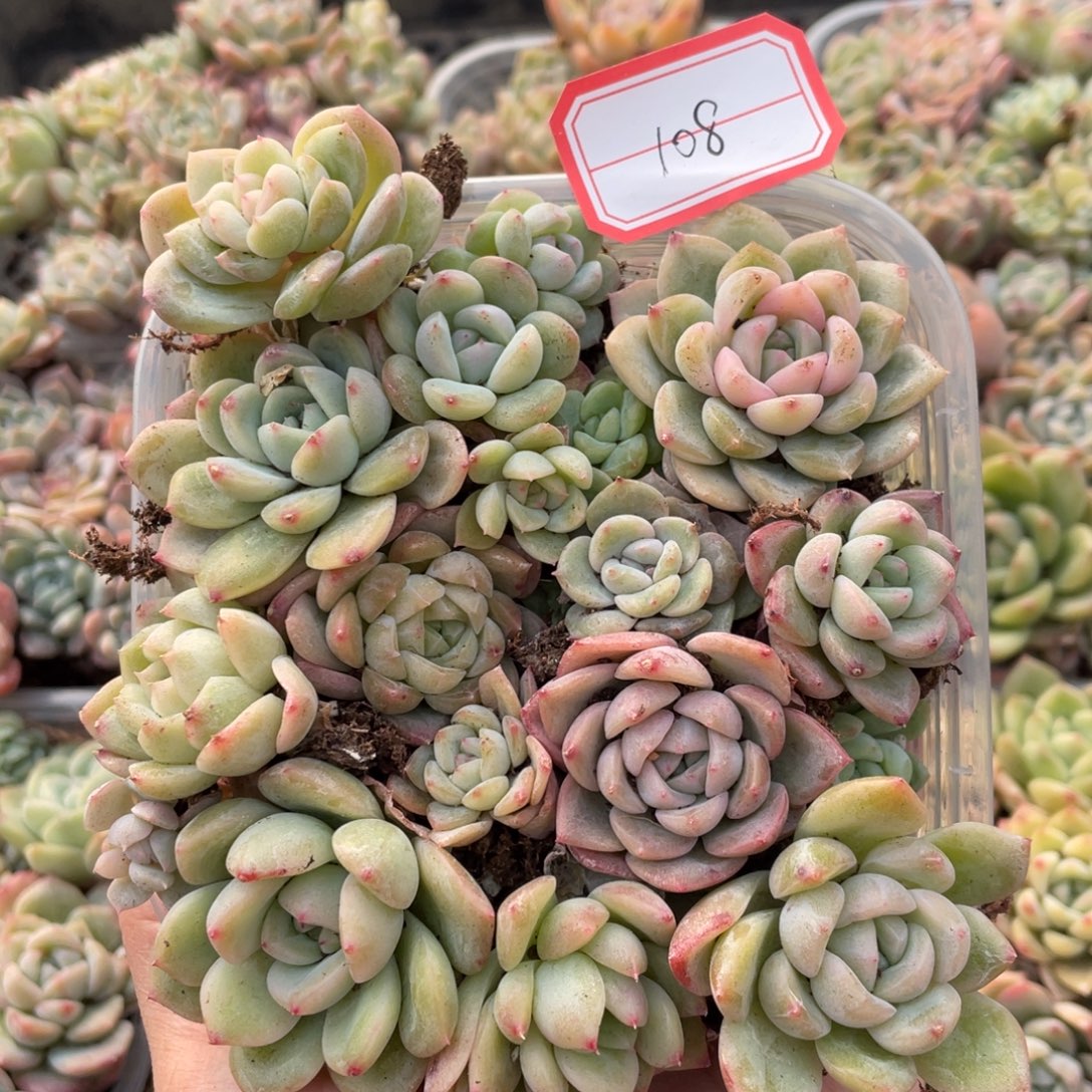 108欧泊播种切糕苗特价