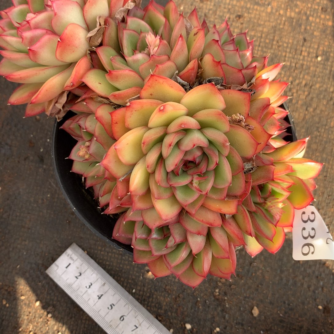 4336杂交精品基地16厘米