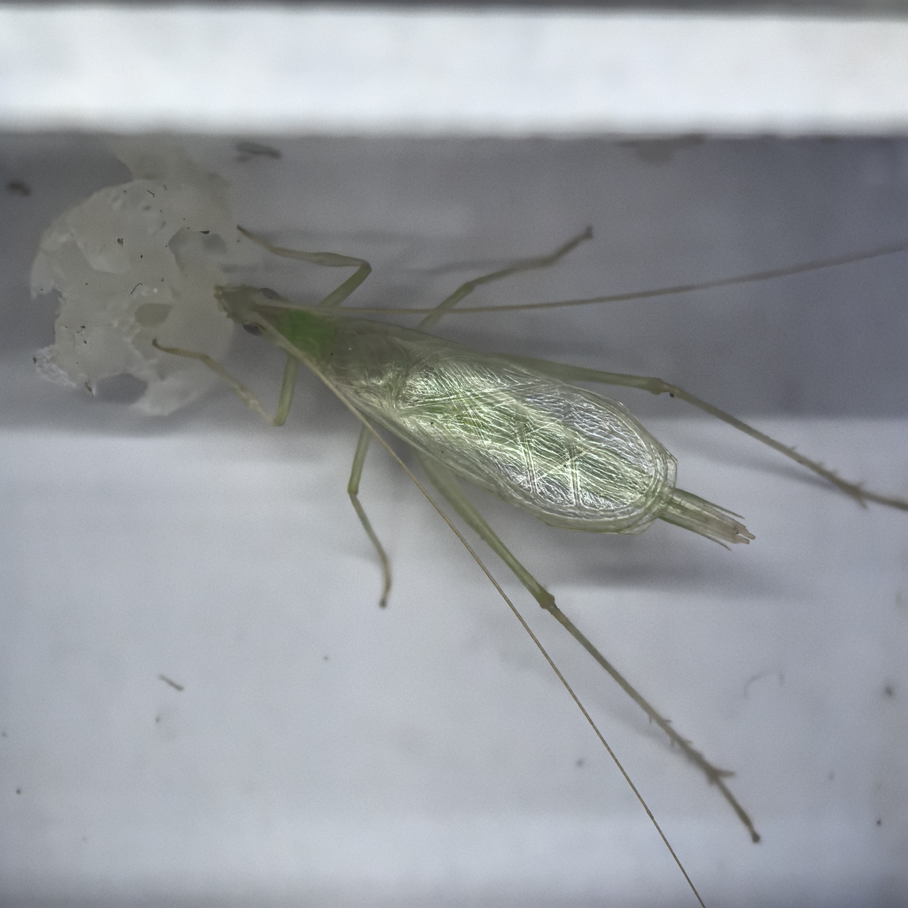 保定青竹蛉。翅膀宽，蟋蟀科昆虫鸣虫。请录开箱视频