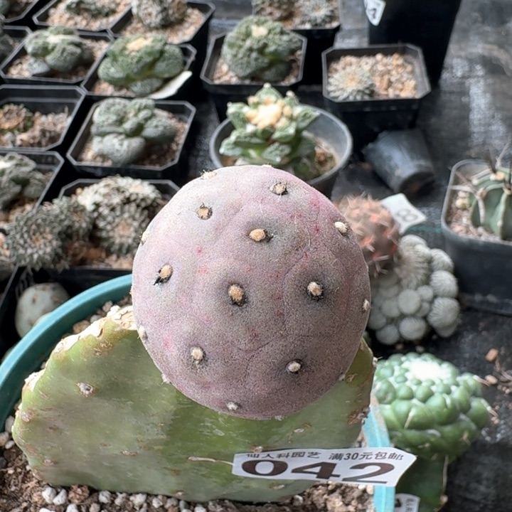 042紫皮无刺习群