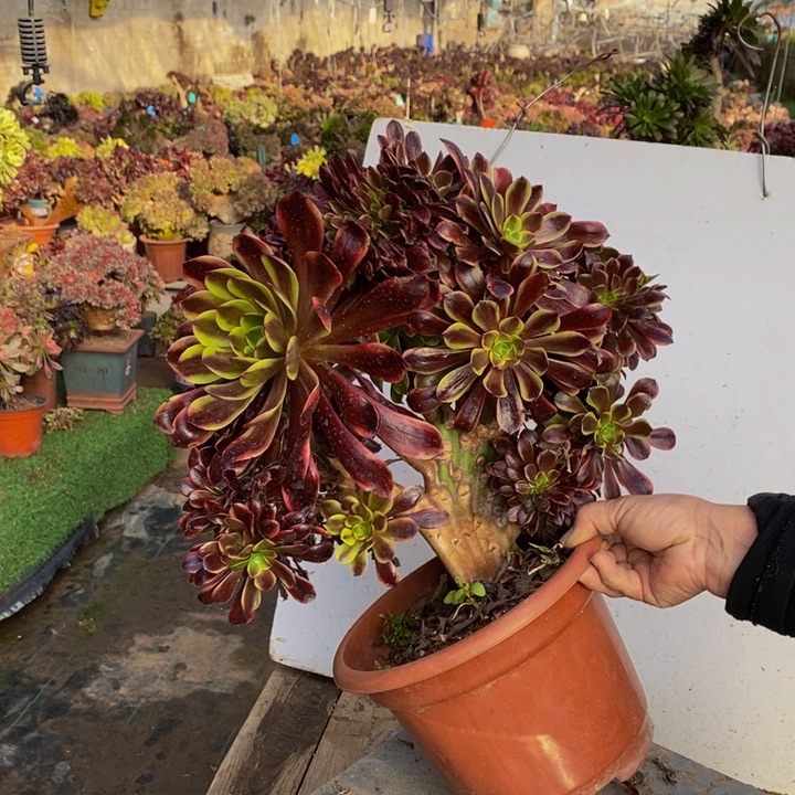 欧嘉莉缀化多肉1颗