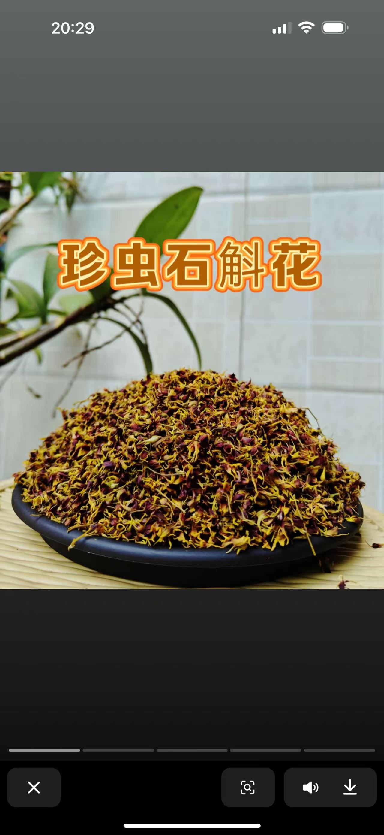 珍虫石斛花  花色香