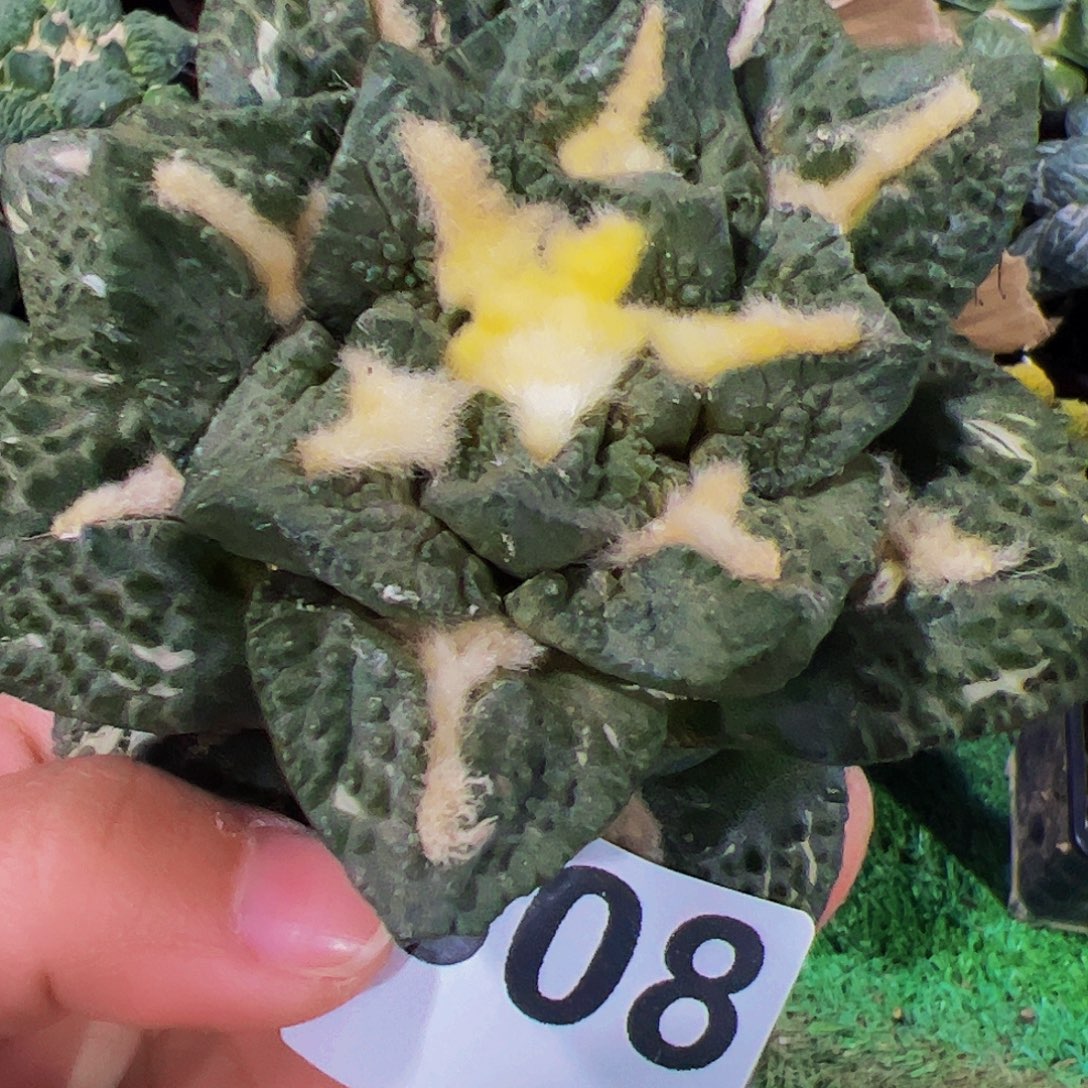 无花朵龟甲牡丹12公分无根308