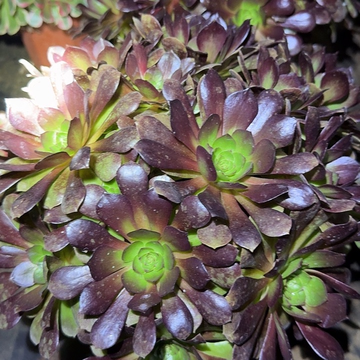 精品欧子巨无霸福利