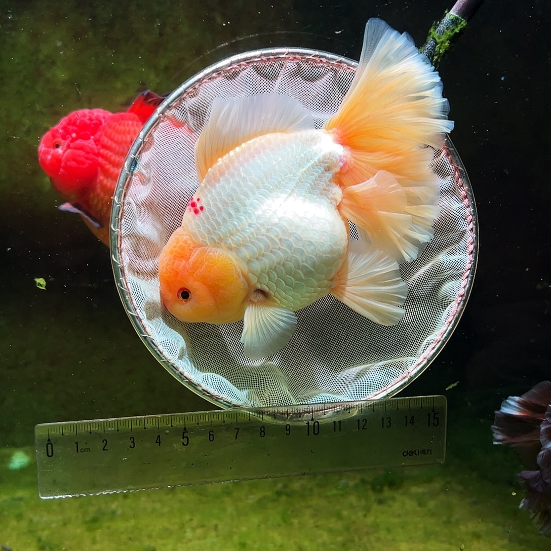 金鱼冷水金鱼百褶泰狮