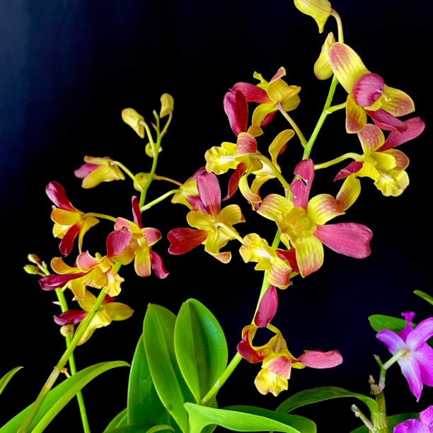 读月园秋石斛约定新品