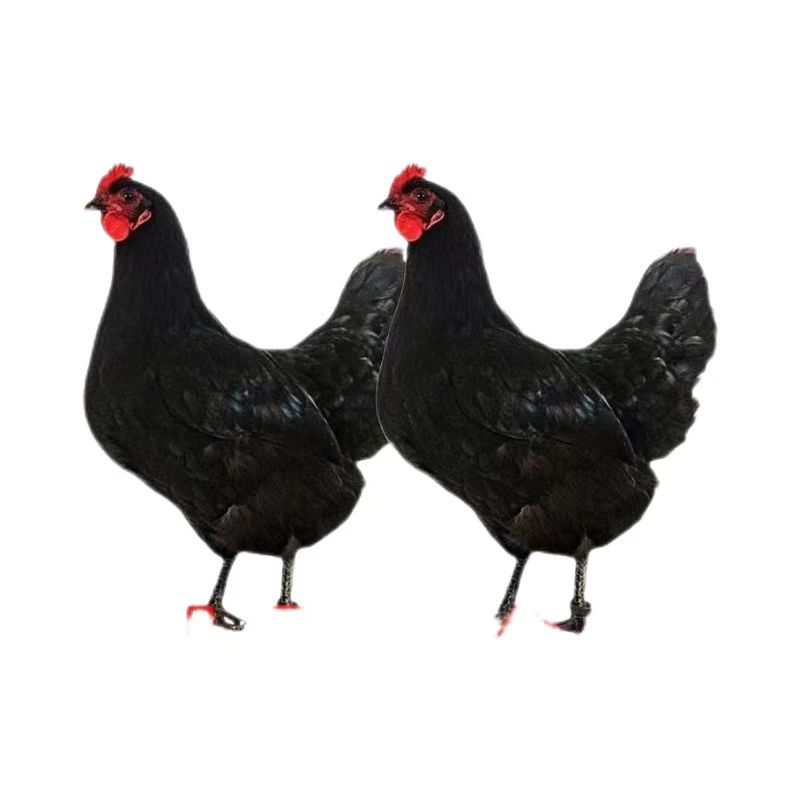 青年鸡土鸡笨鸡下绿壳蛋宠物鸡林间散养顺丰包邮两斤左右发货