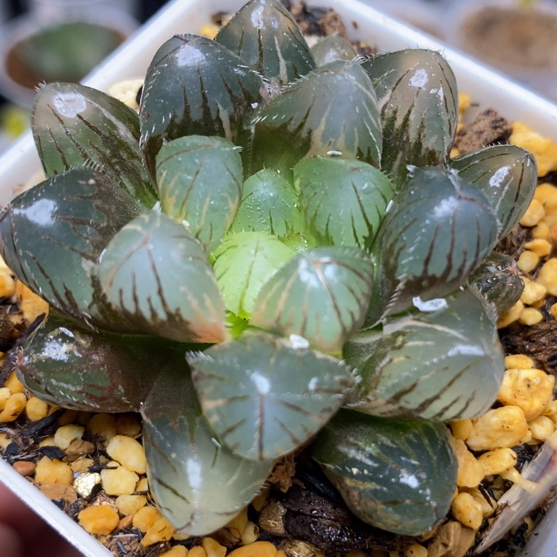 112新巨赤玉露锦一物一拍