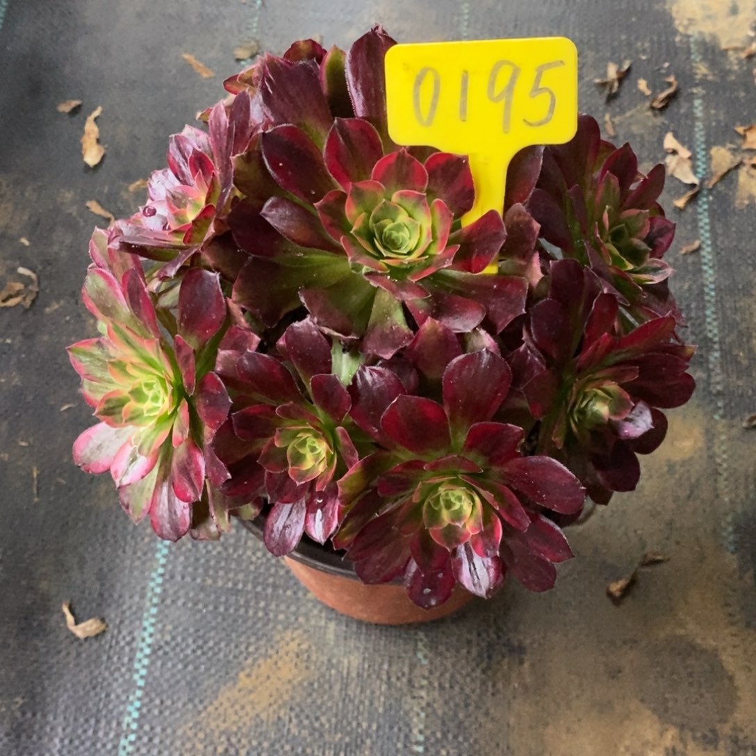 红陶0195安娜一物一拍