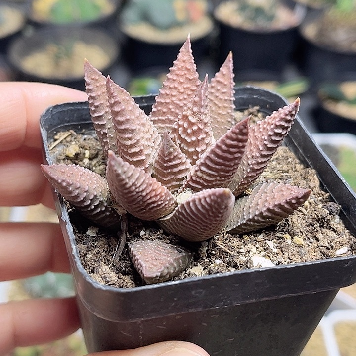5.5公分硬叶十二卷一颗