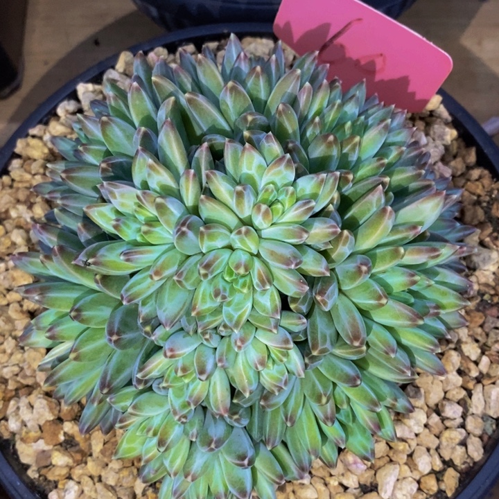 这个点吃的都吐的要哭