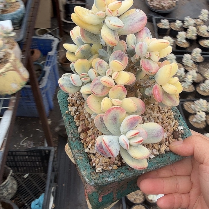 无花朵208号福娘锦微瑕