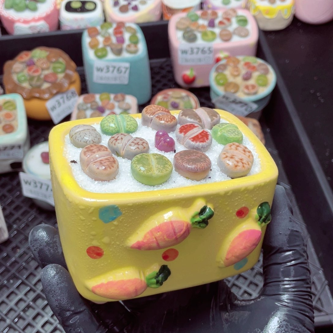 w3778--带盆土发货，零下地区拍保温箱