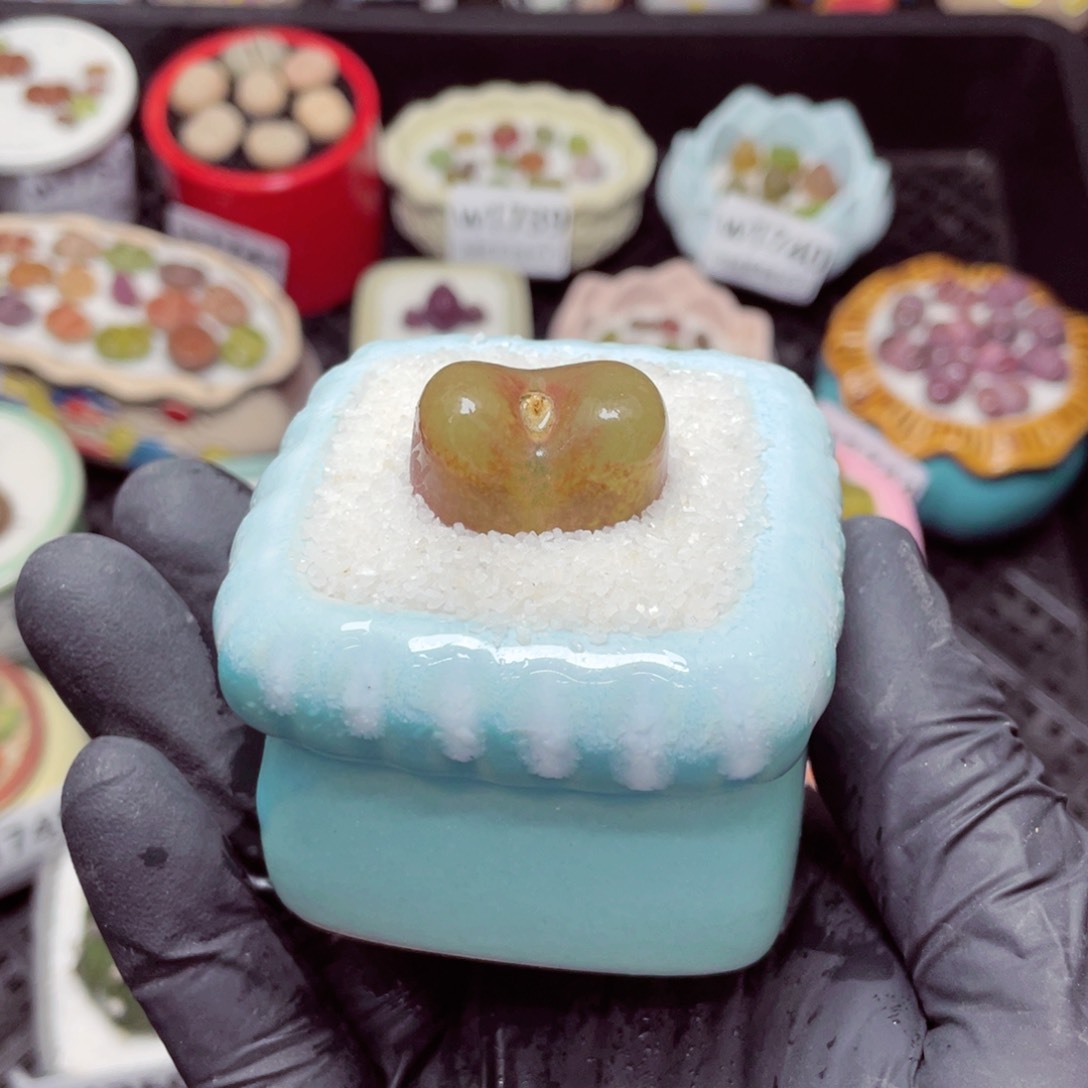 w1753--带盆土发货，零下地区拍保温箱