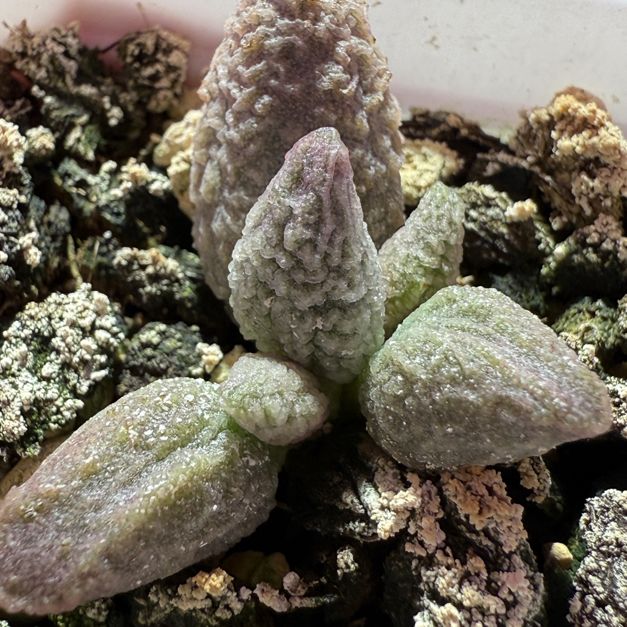 假猪肝水泡，带盆发货满88包顺丰