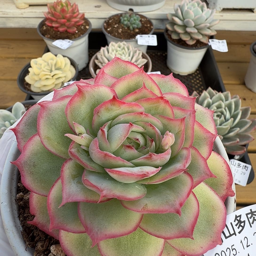 相思玫瑰1111229-54