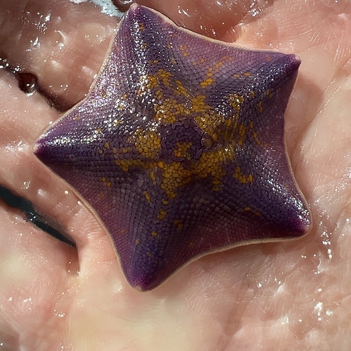 海星3号三指小精品