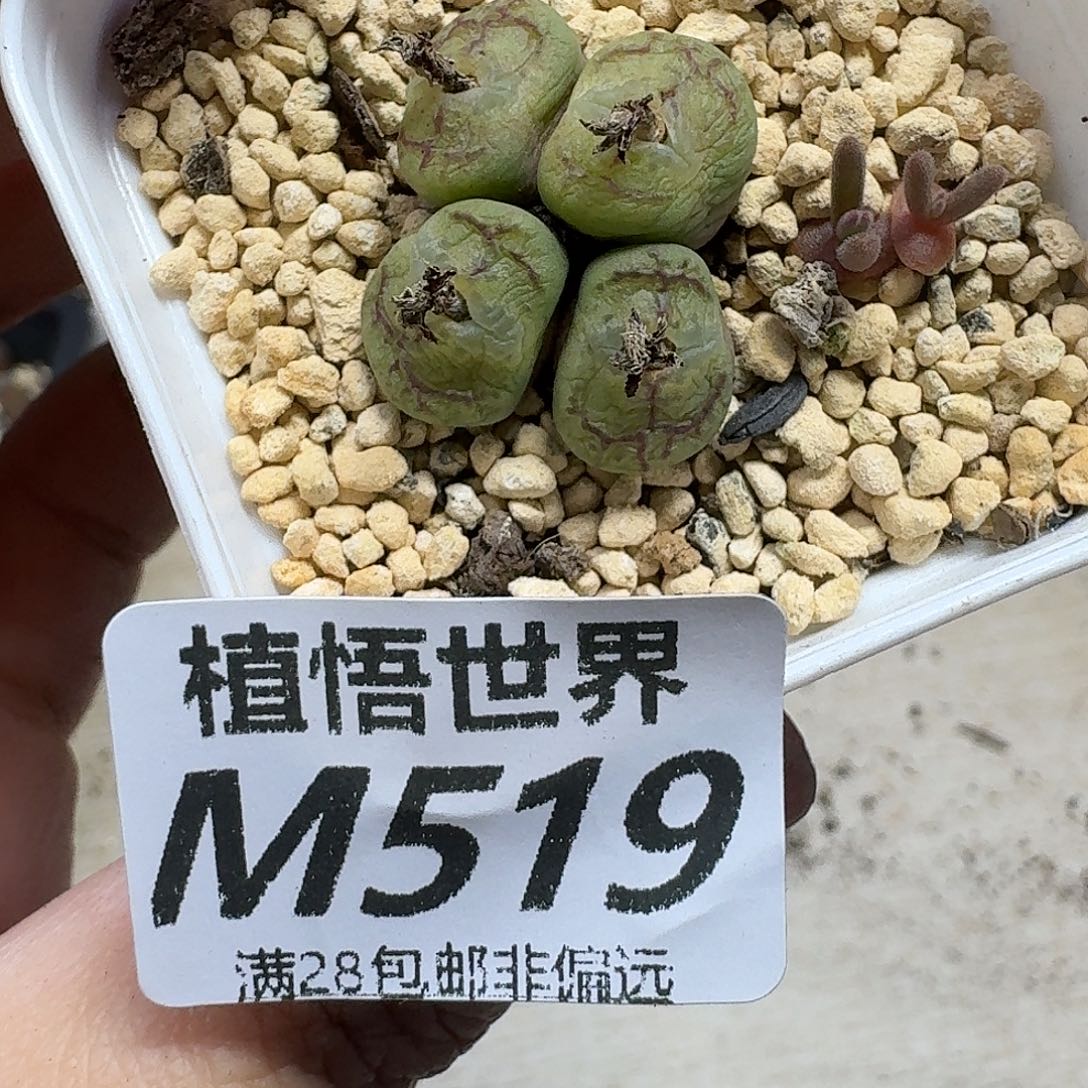 多肉植物的人生fhhh