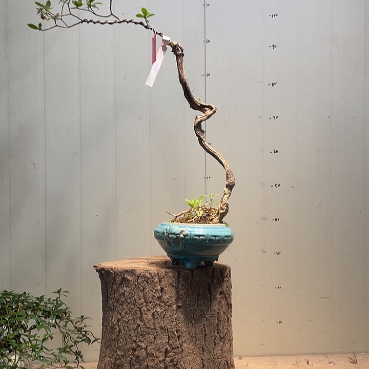 道***香当前无花栽培后可以开花