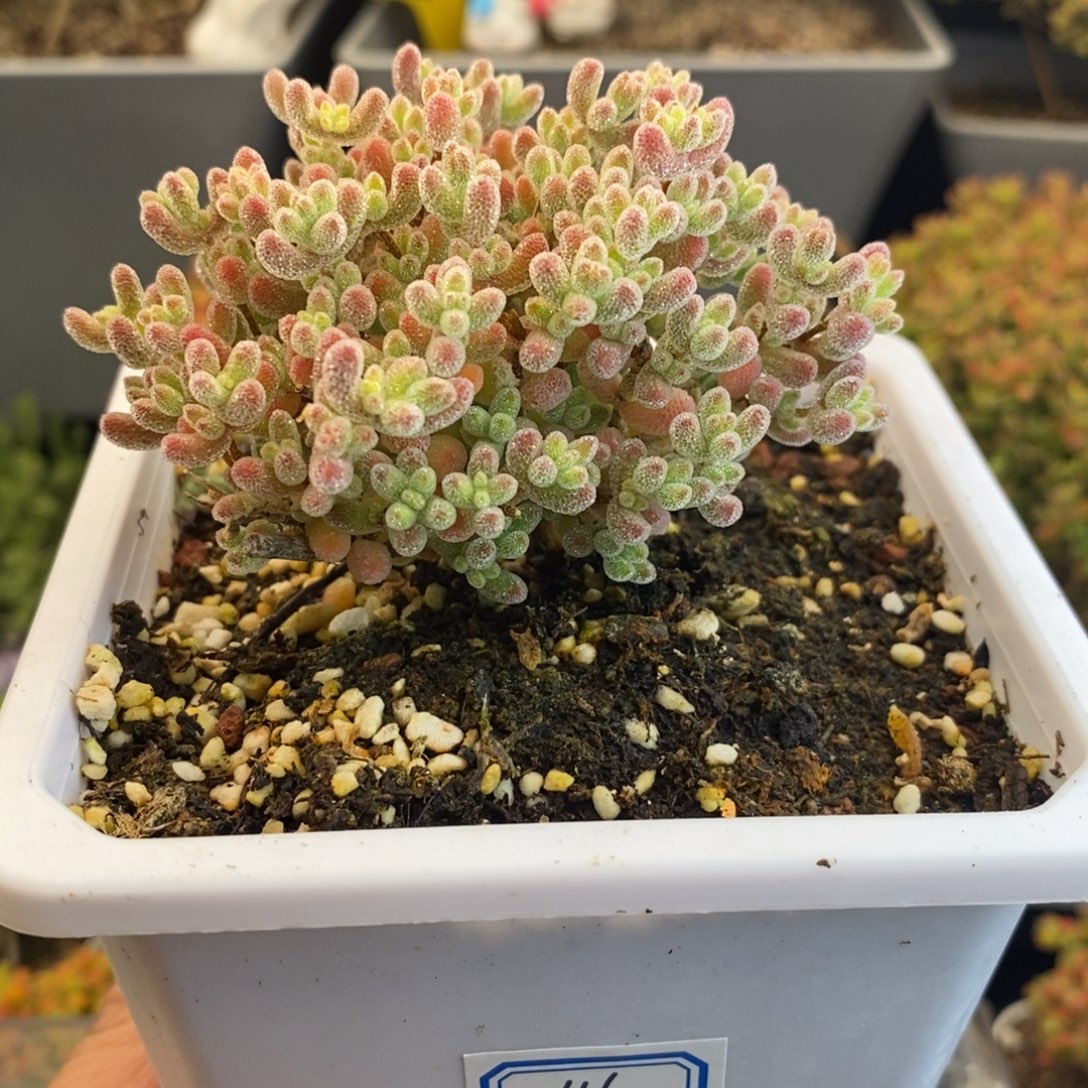 完全开放46号福利冰晶（10cm）