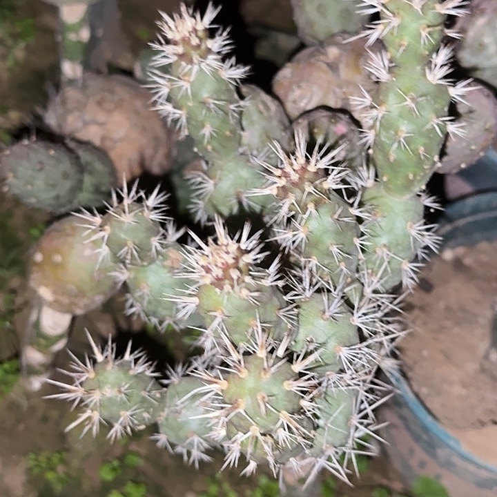 百次海胆习志野整颗