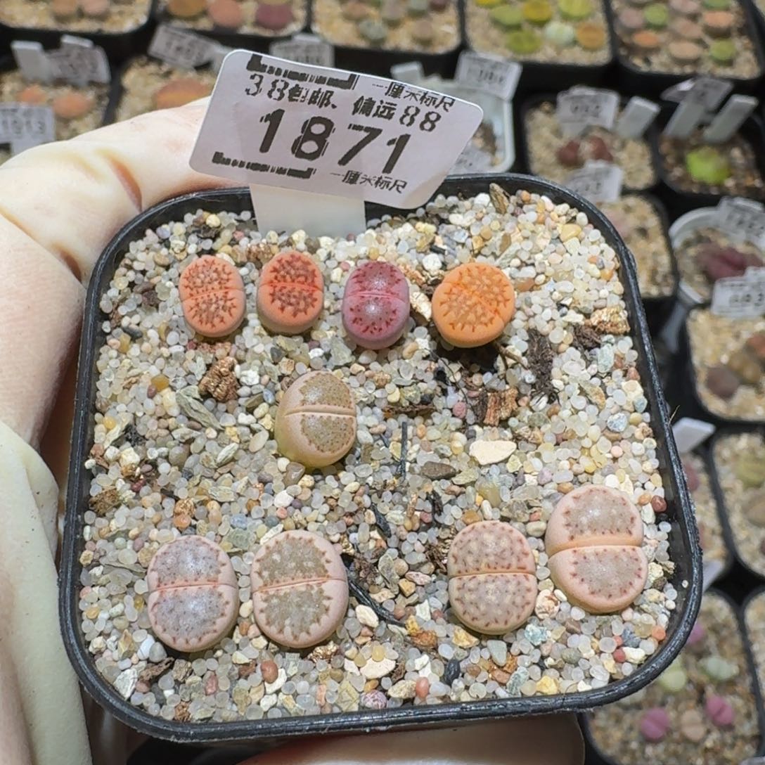 S***!Ssss精品生石花1871