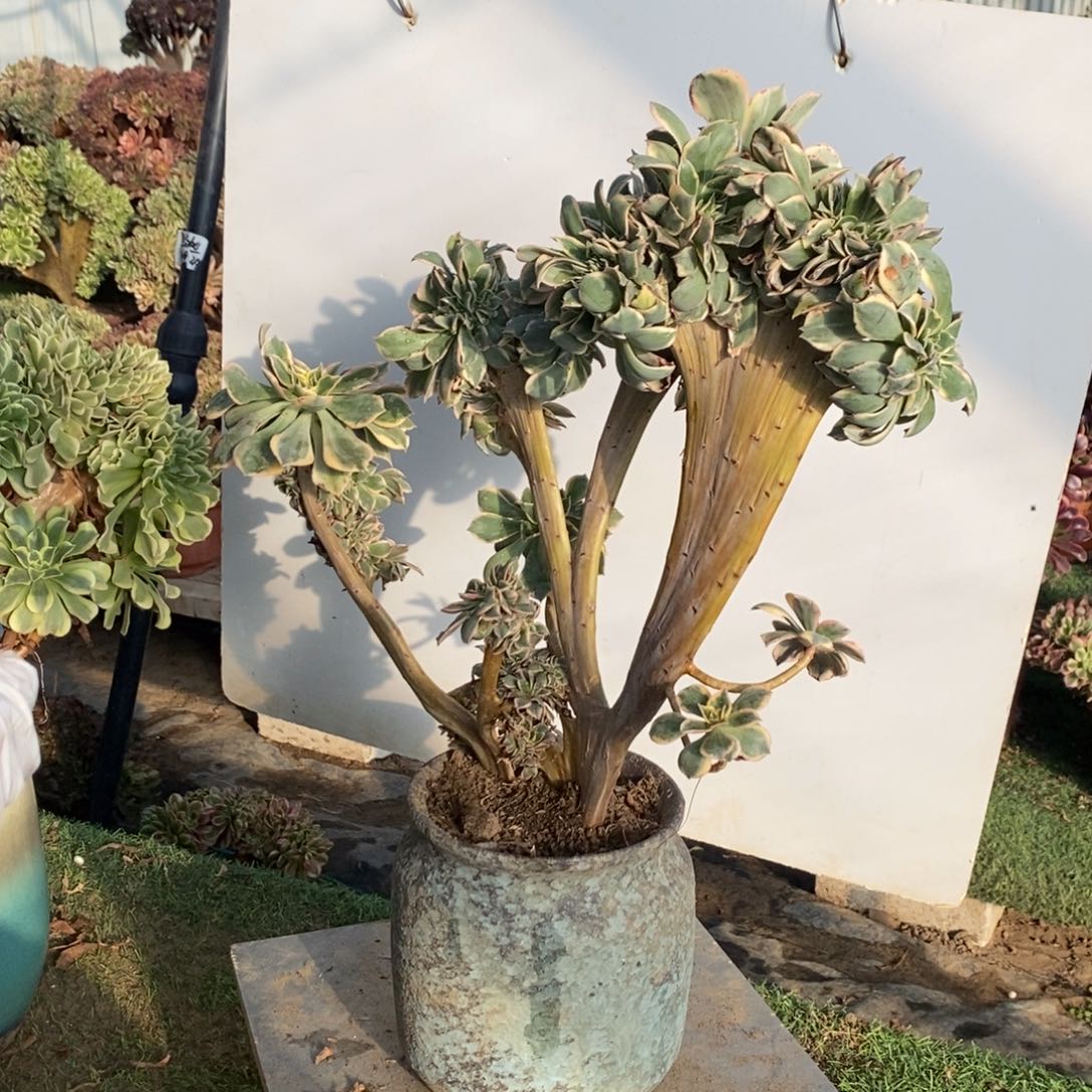 不开花植物1628号灿烂缀化1颗