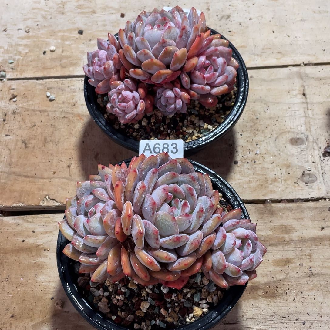 短****683多肉植物多肉植物