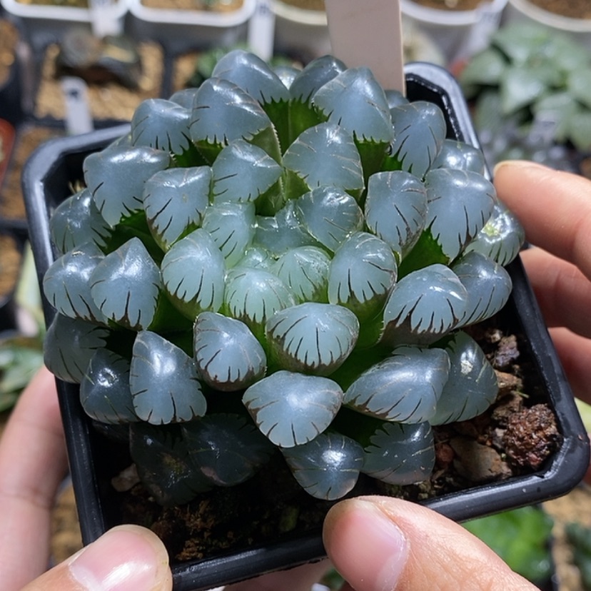 【闪购商品】223潘灯