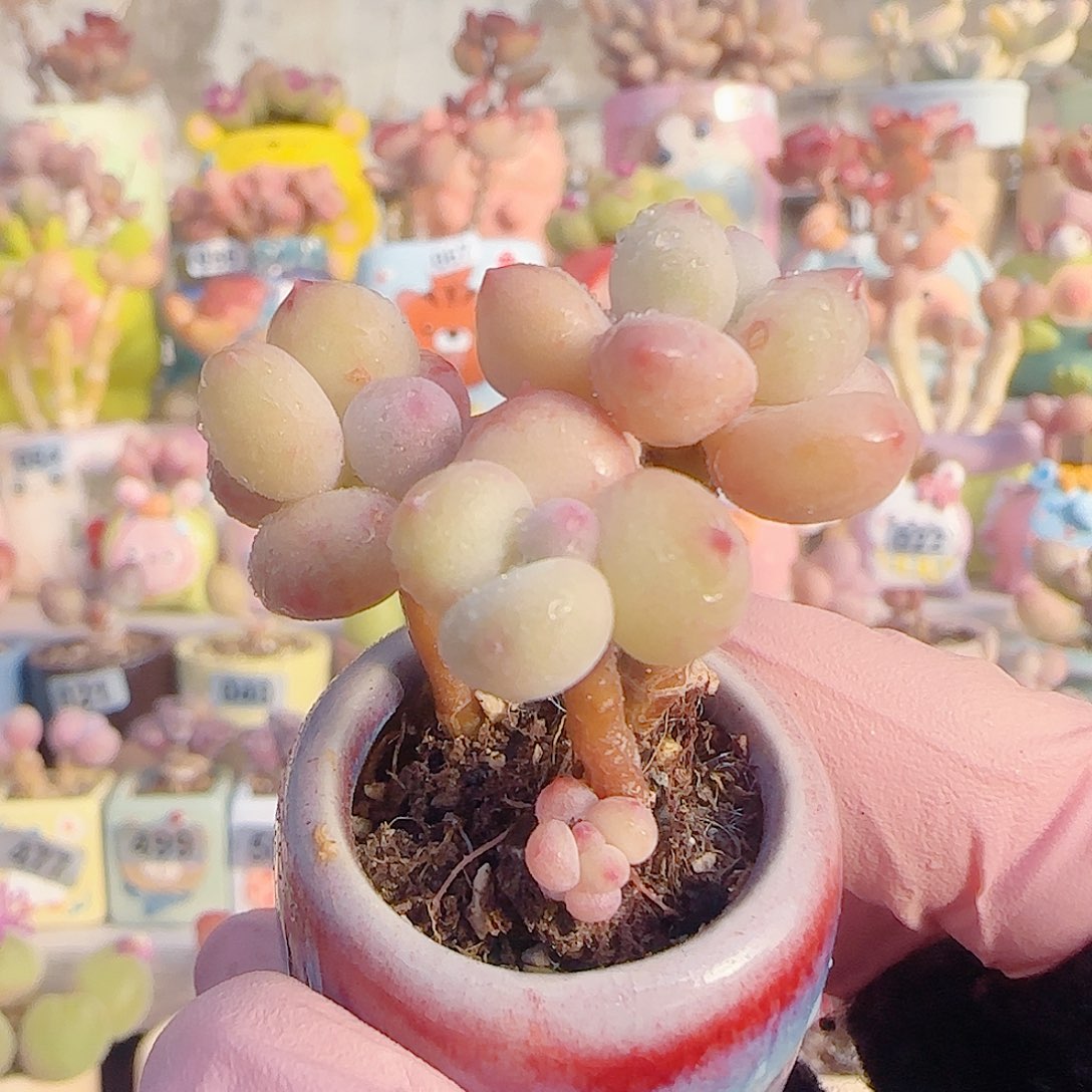 L 仙女彩虹奶 盆口2.5cm